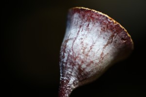 Eucalyptus Gumnut